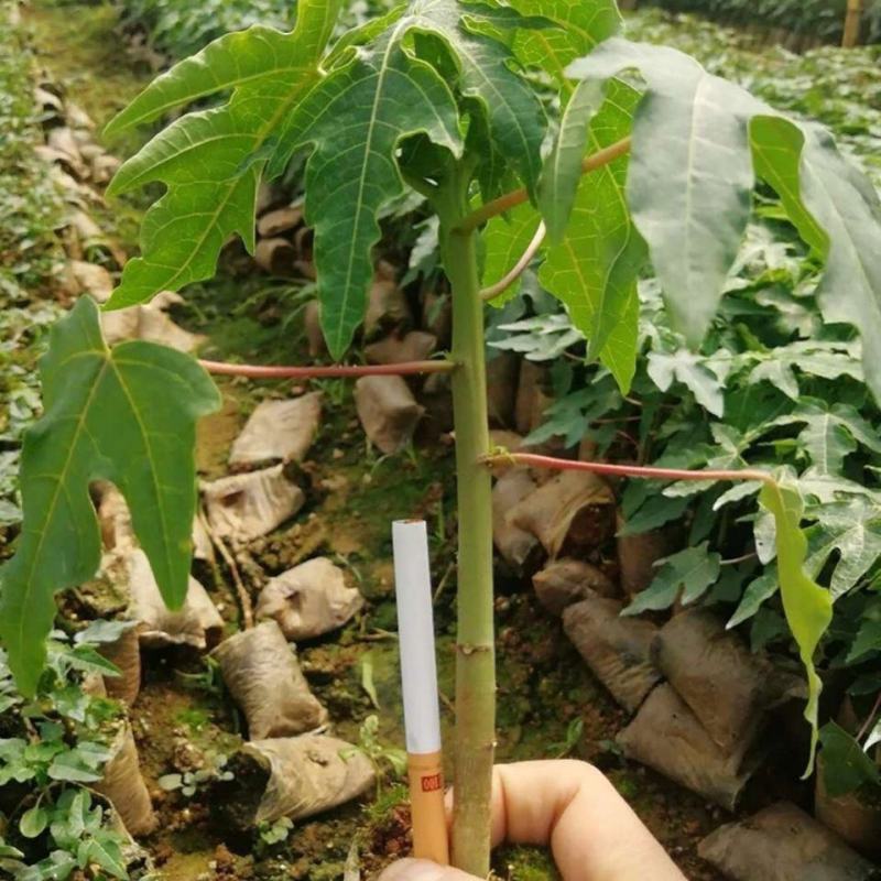 红冠木瓜苗四季红皮红肉木瓜苗矮化当年结果超甜好吃耐寒品种
