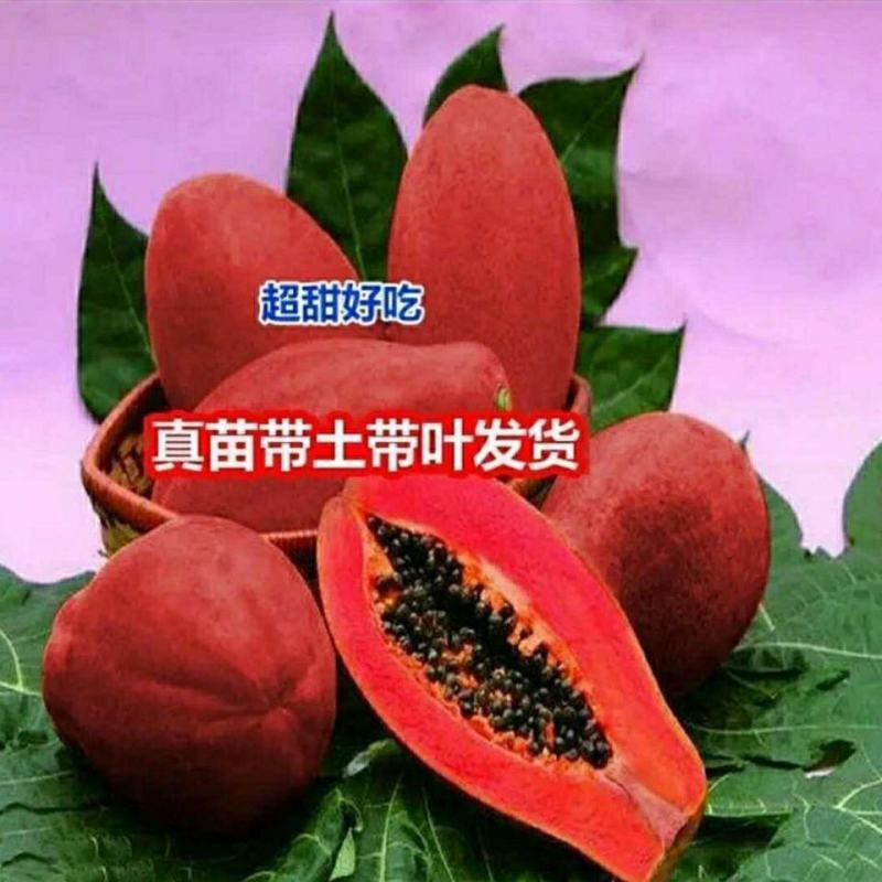 红冠木瓜苗四季红皮红肉木瓜苗矮化当年结果超甜好吃耐寒品种