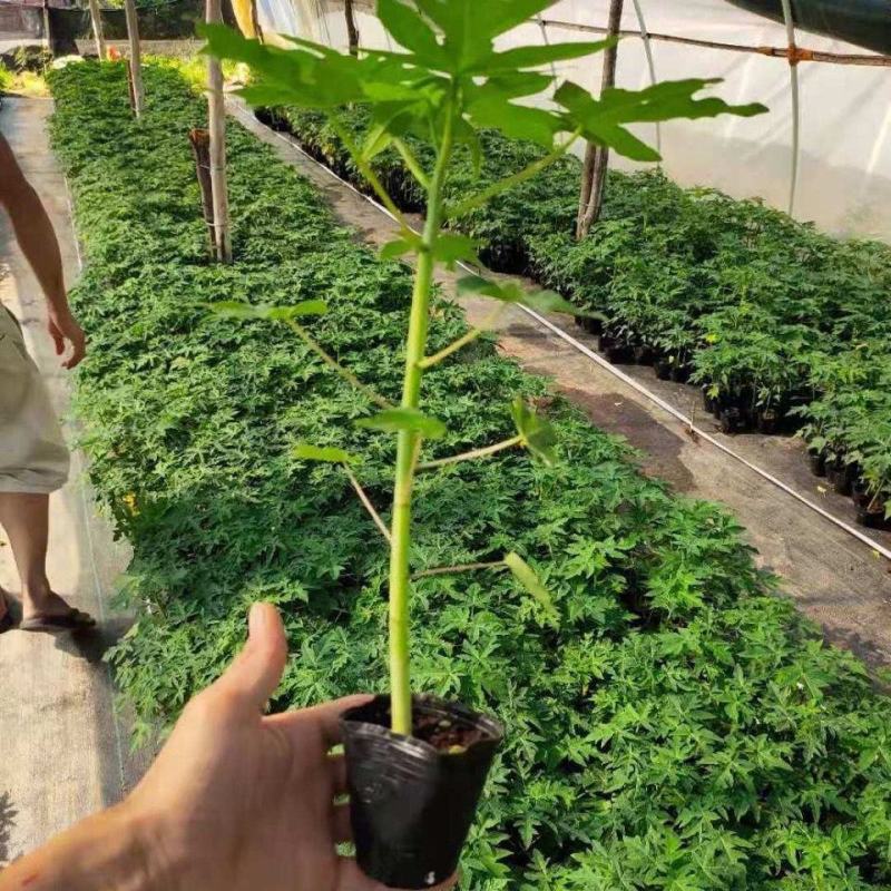 红冠木瓜苗四季红皮红肉木瓜苗矮化当年结果超甜好吃耐寒品种