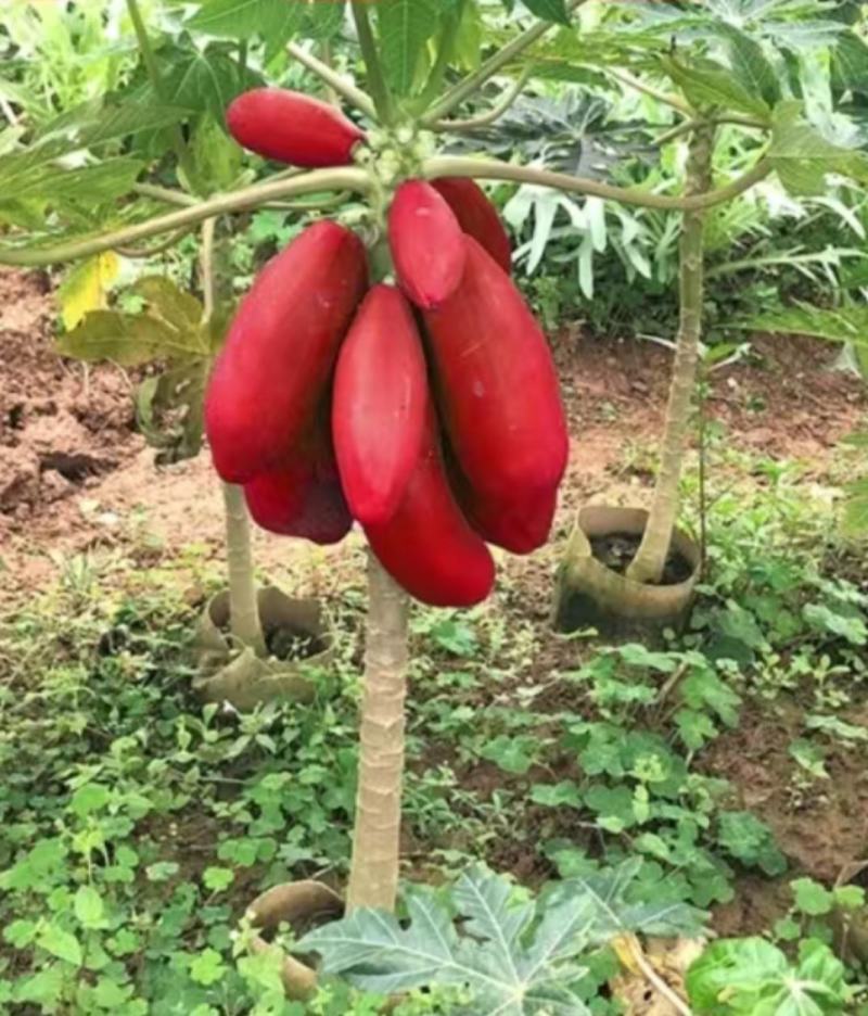 红冠木瓜苗四季红皮红肉木瓜苗矮化当年结果超甜好吃耐寒品种