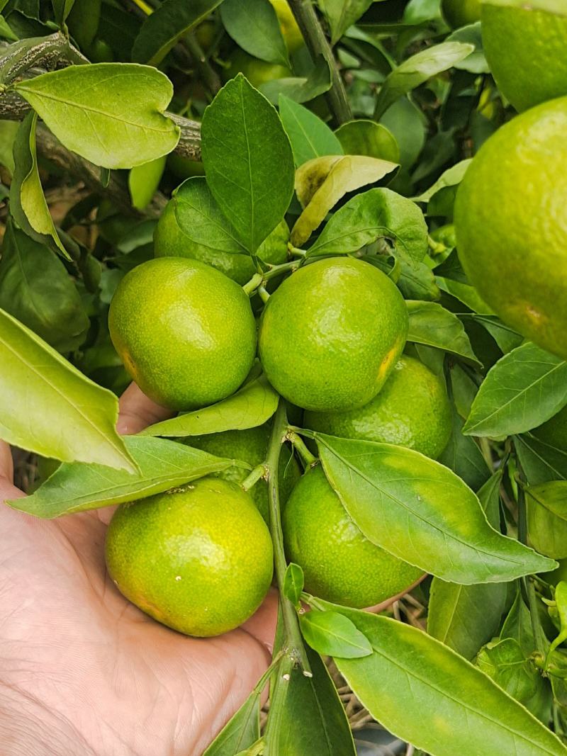 蜜橘