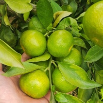 蜜橘