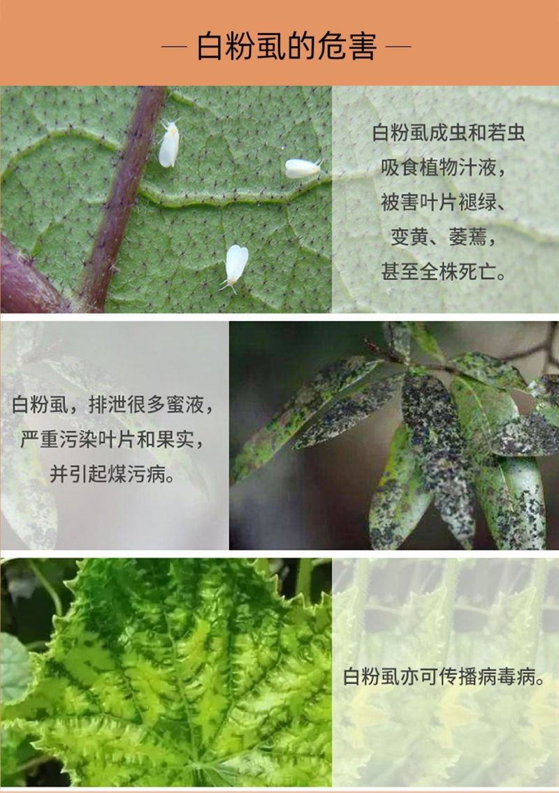 6%联苯菊酯啶虫脒番茄白粉虱杀虫剂微乳剂蔬菜农药
