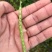郑研靓油六号油菜种子秦油二号三月黄油菜种子