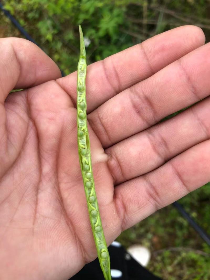 郑研靓油六号油菜种子秦油二号三月黄油菜种子