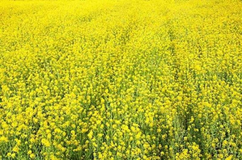 郑研靓油六号油菜种子秦油二号三月黄油菜种子