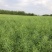郑研靓油六号油菜种子秦油二号三月黄油菜种子