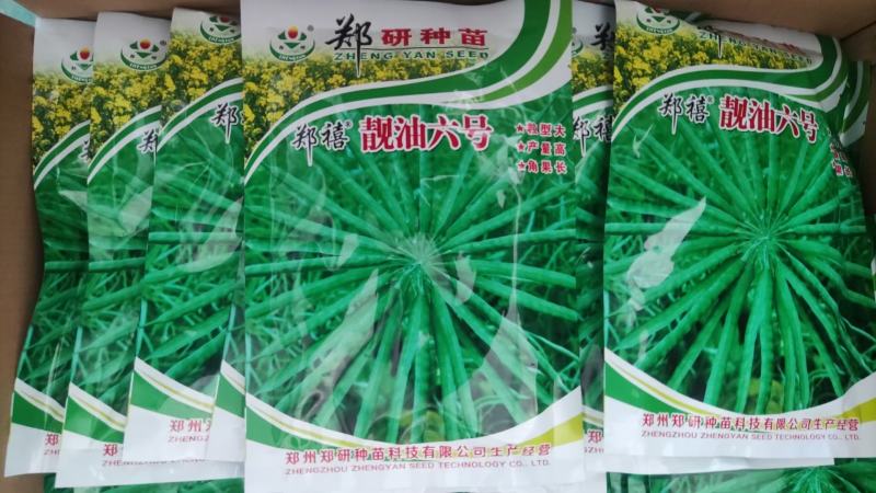 郑研靓油六号油菜种子秦油二号三月黄油菜种子