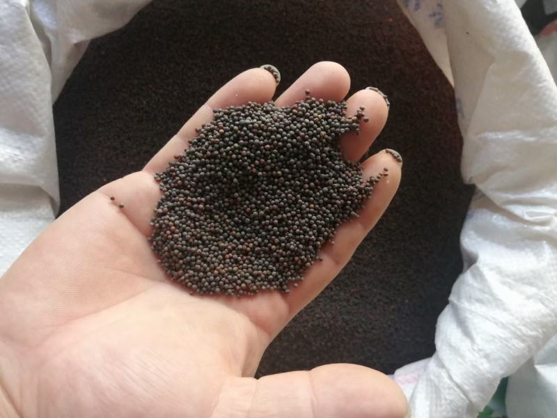 郑研靓油六号油菜种子秦油二号三月黄油菜种子