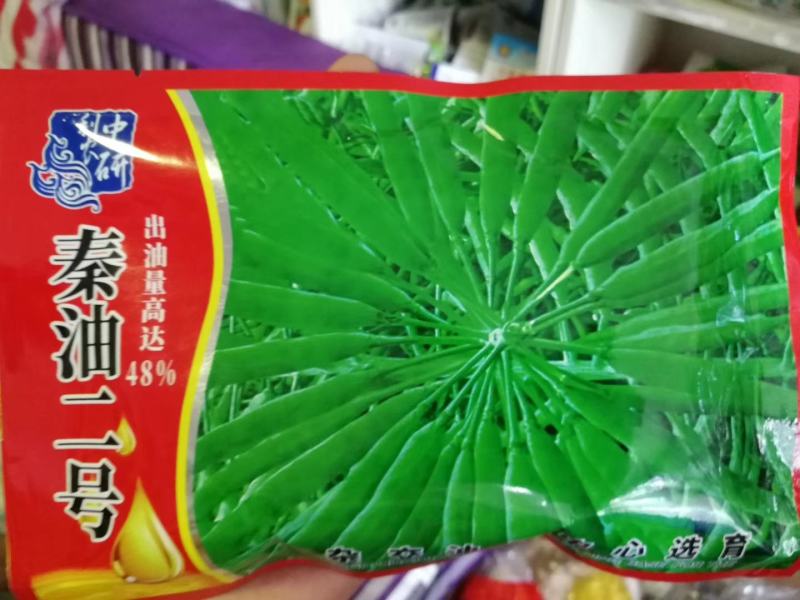 郑研靓油六号油菜种子秦油二号三月黄油菜种子