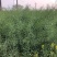 郑研靓油六号油菜种子秦油二号三月黄油菜种子