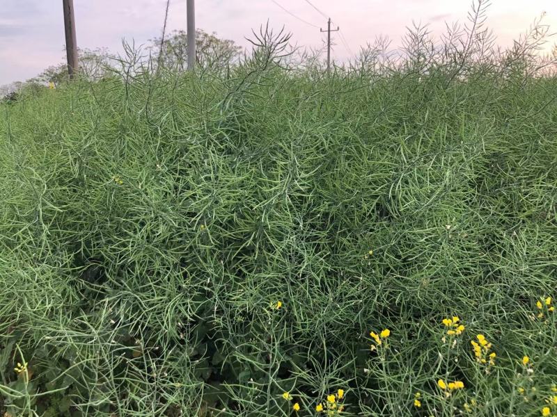 郑研靓油六号油菜种子秦油二号三月黄油菜种子