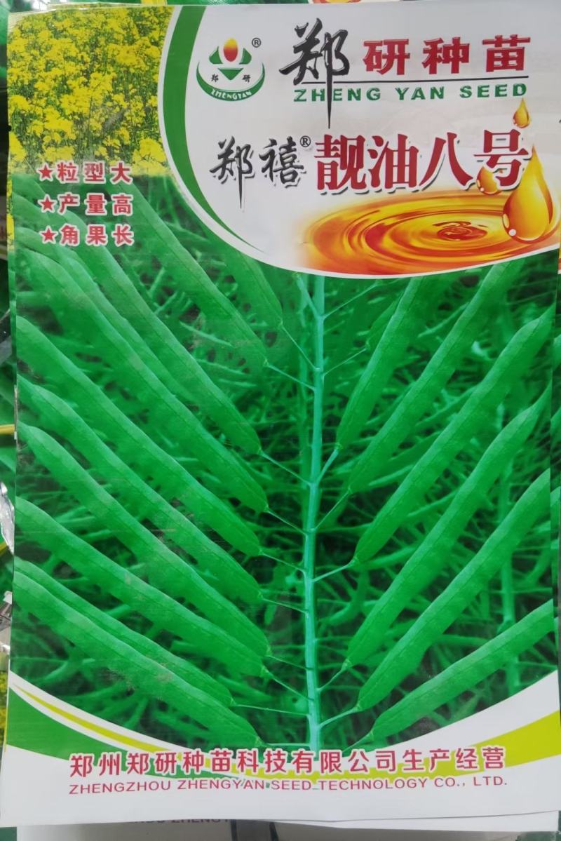 郑研靓油六号油菜种子秦油二号三月黄油菜种子