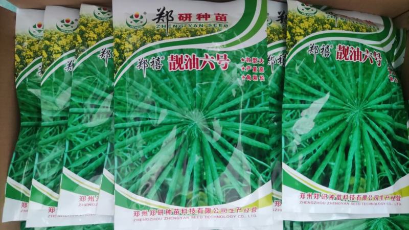 国审200g秦油二号油菜种子三月黄油菜种子郑靓油油菜