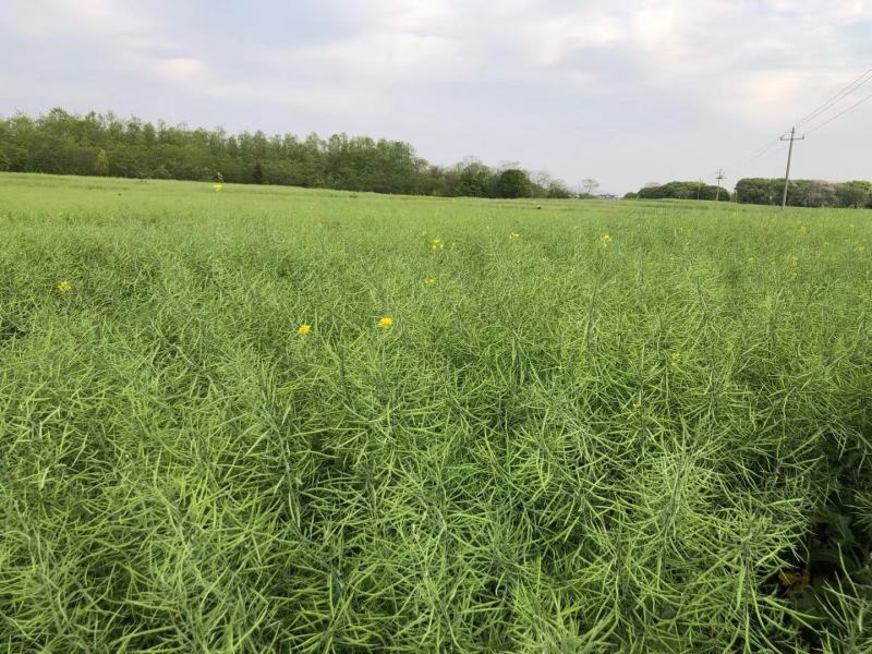 国审200g秦油二号油菜种子三月黄油菜种子郑靓油油菜