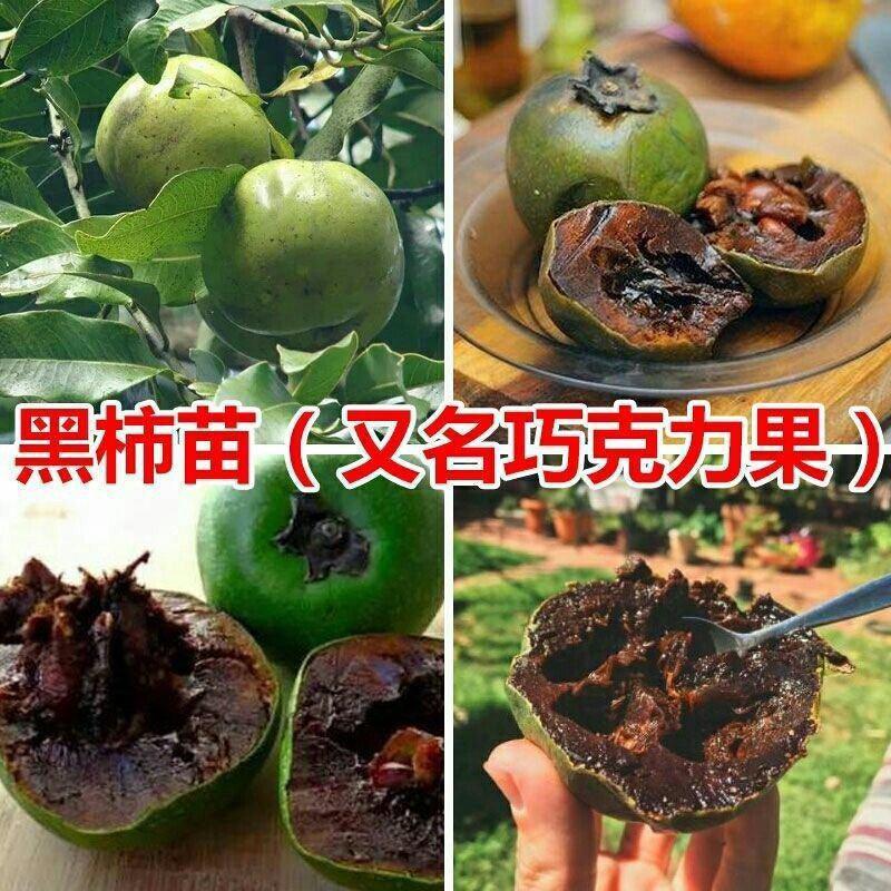 台湾进口巧克力黑柿子香甜软果苗南北方种植庭院地栽当年结果