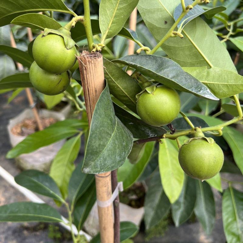 台湾进口巧克力黑柿子香甜软果苗南北方种植庭院地栽当年结果