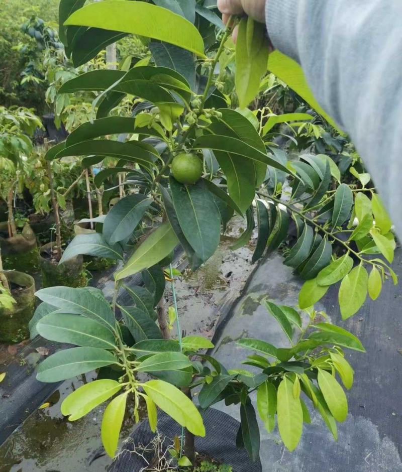 台湾进口巧克力黑柿子香甜软果苗南北方种植庭院地栽当年结果