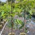 台湾进口巧克力黑柿子香甜软果苗南北方种植庭院地栽当年结果