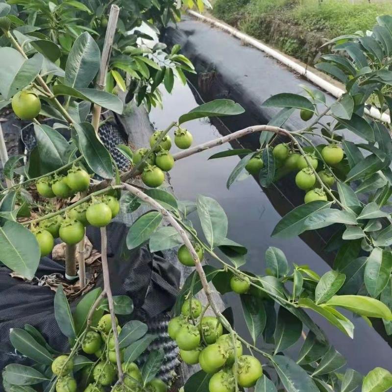 台湾进口巧克力黑柿子香甜软果苗南北方种植庭院地栽当年结果