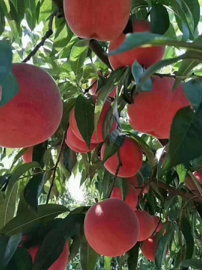 辽宁丹东河口艳红桃