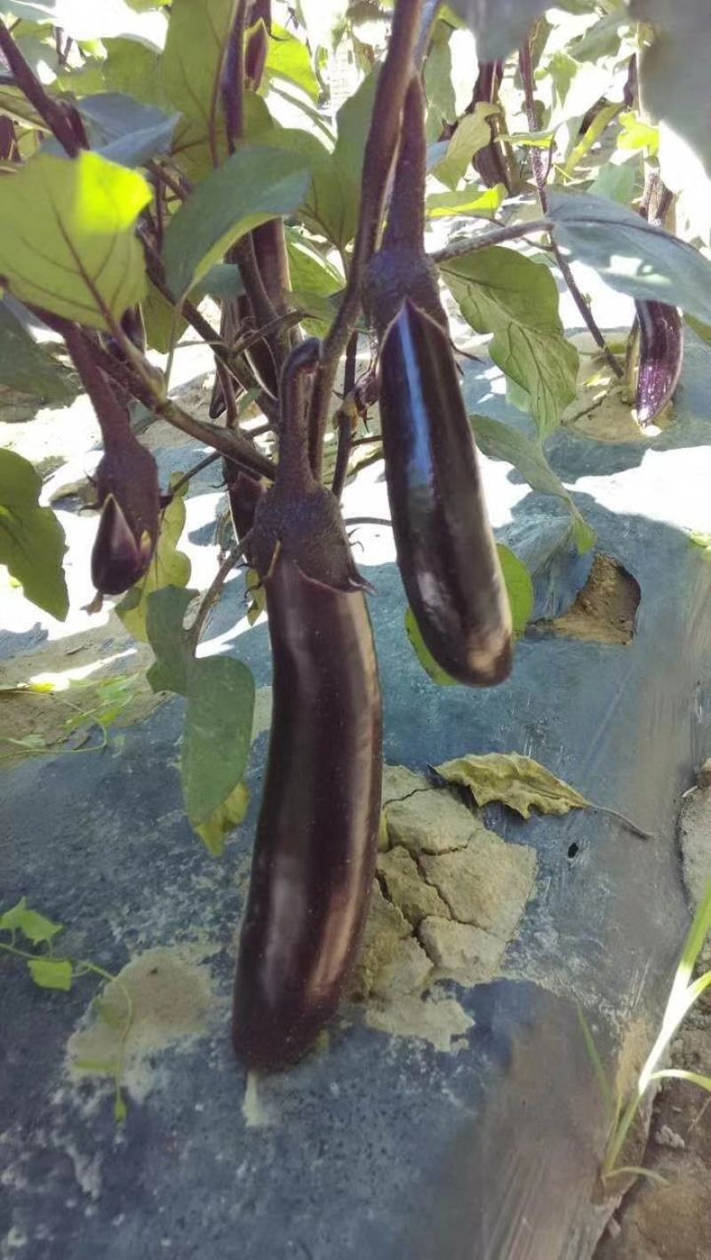黑胖圆帅茄子种子线茄种子长茄种子10g灯泡茄种子