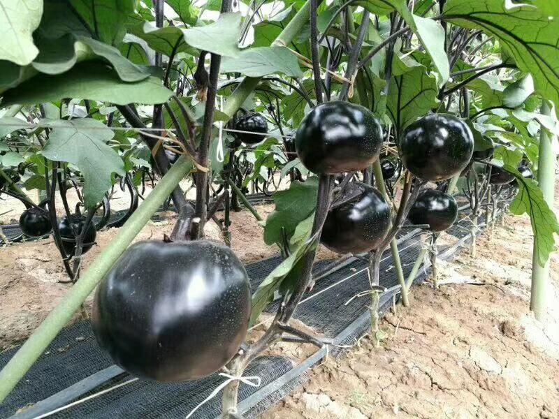 黑胖圆帅茄子种子线茄种子长茄种子10g灯泡茄种子