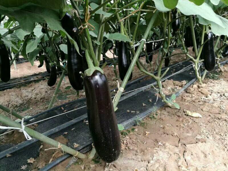 黑胖圆帅茄子种子线茄种子长茄种子10g灯泡茄种子