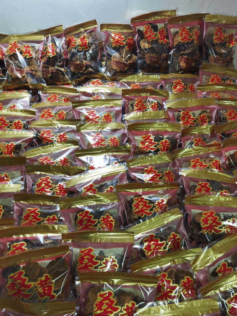 西藏桑黄野生天然马蹄桑黄一公斤起包邮大量一手货源质量保证