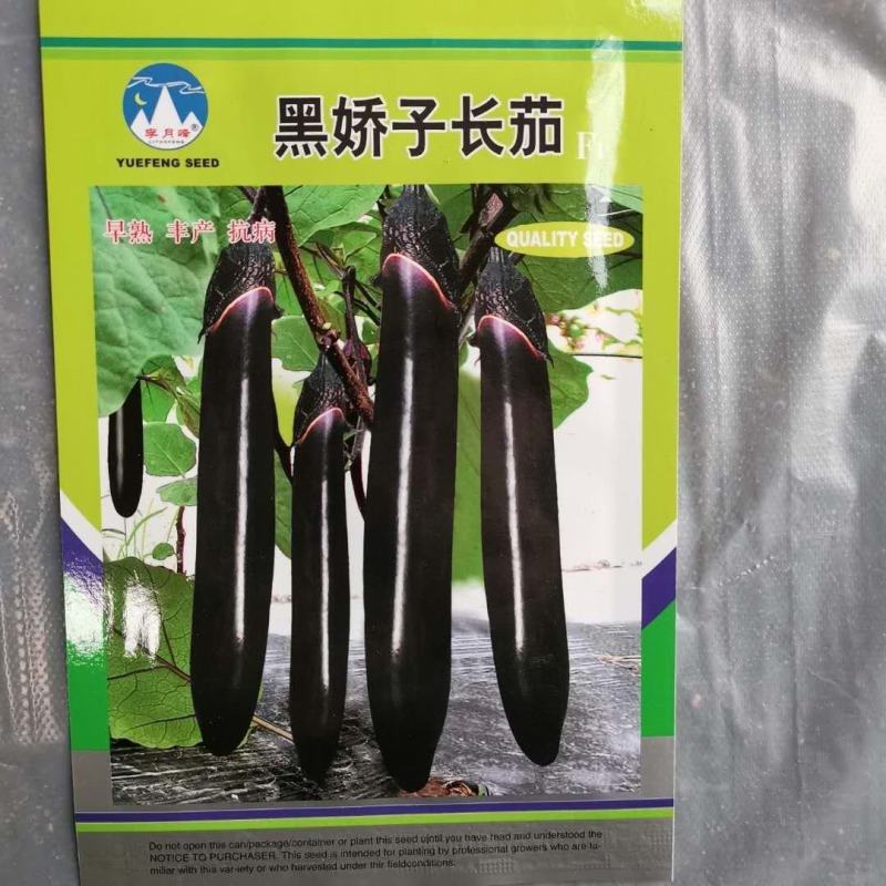 黑轿子长茄紫龙线茄牛心茄种子抗病性好连续结果