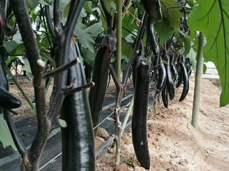 黑轿子长茄紫龙线茄牛心茄种子抗病性好连续结果