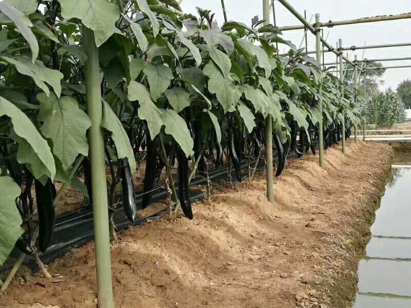 紫龙线茄种子牛心茄种子圆茄种子长茄种子