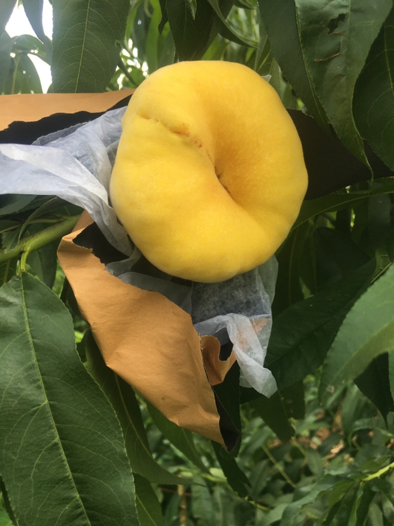 中蟠102桃树苗，黄肉，早熟大果形，不裂果，产量高