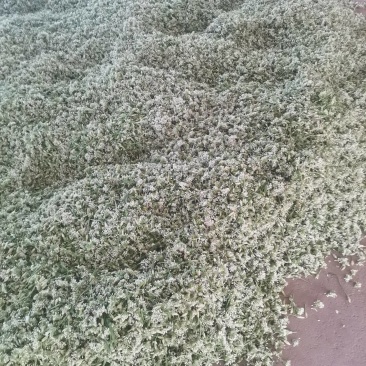 锦州北镇中安精品韭菜花，欢迎各大酱菜厂老板，选购
