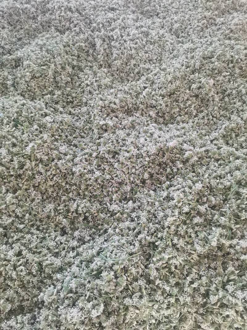 锦州北镇中安精品韭菜花，欢迎各大酱菜厂老板，选购