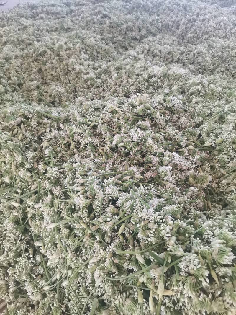 锦州北镇中安精品韭菜花，欢迎各大酱菜厂老板，选购