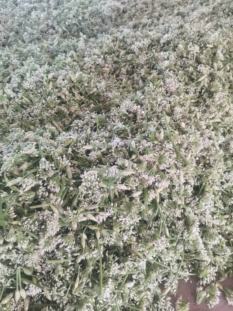 锦州北镇中安精品韭菜花，欢迎各大酱菜厂老板，选购