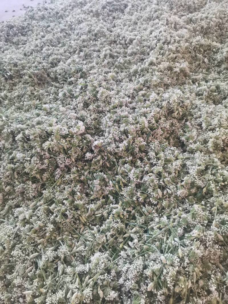 锦州北镇中安精品韭菜花，欢迎各大酱菜厂老板，选购