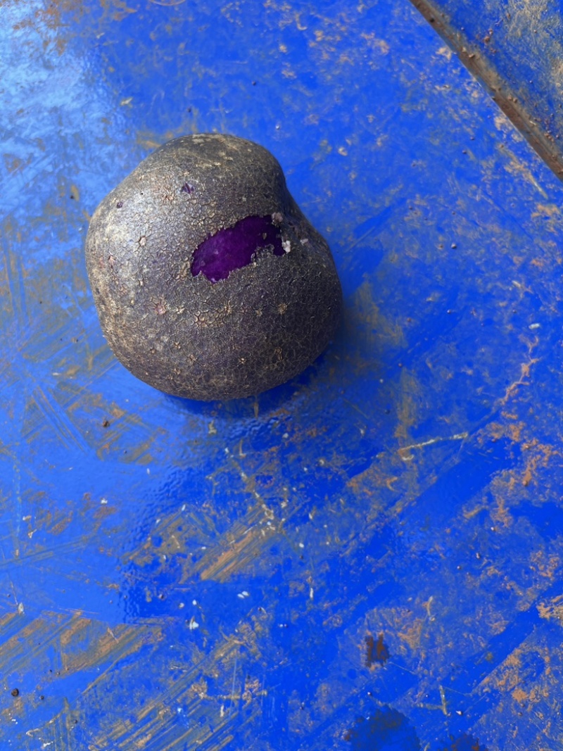 云南会泽高海拔七彩土豆