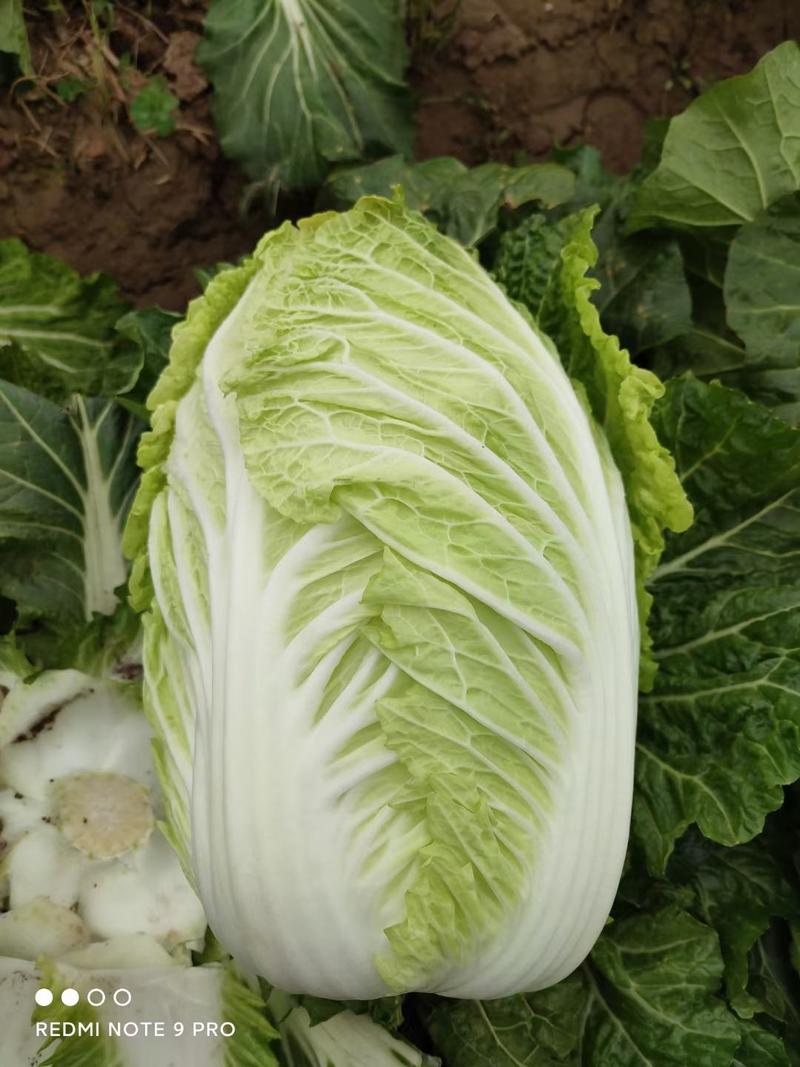 越冬白菜种子寒秀白菜种子青杂三号白菜种子