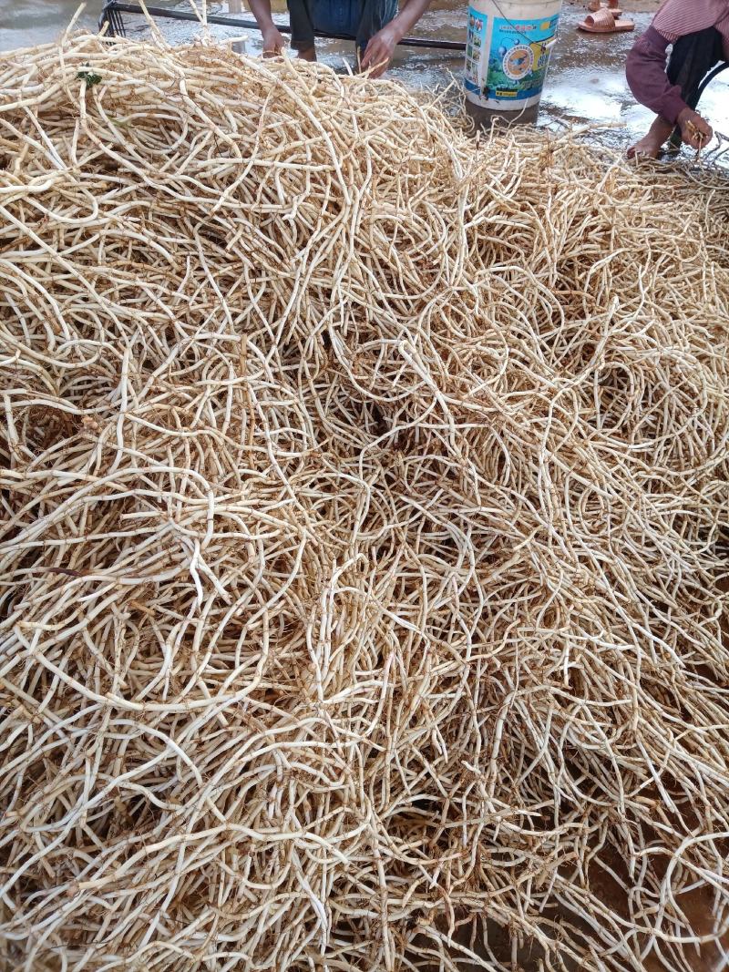 鱼腥草，折耳根，产地一手货源，量大从优，欢迎来电洽谈合作