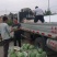 天津市宝坻区精品头茬美都麒麟西瓜大棚麒麟西瓜