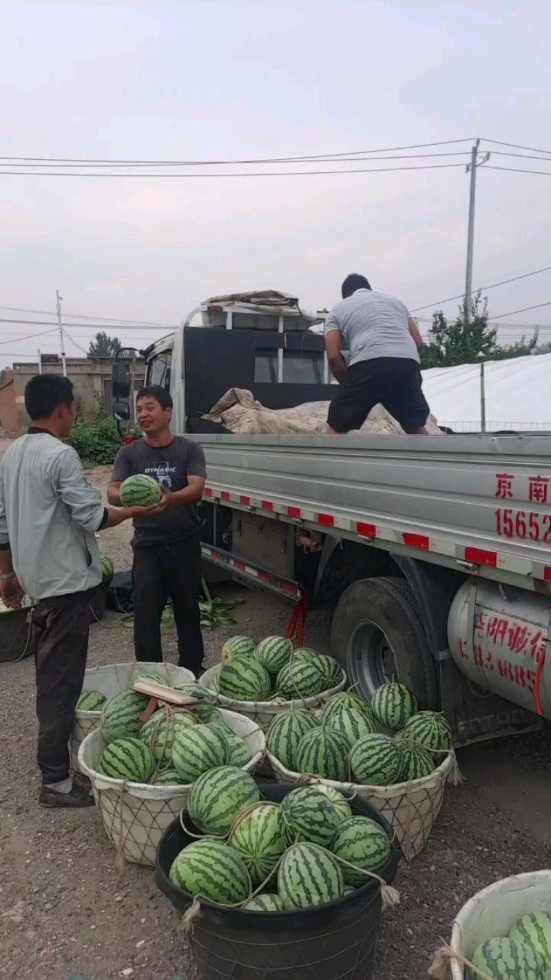 天津市宝坻区精品头茬美都麒麟西瓜大棚麒麟西瓜