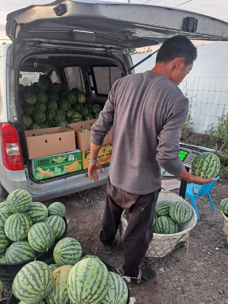天津市宝坻区精品头茬美都麒麟西瓜大棚麒麟西瓜