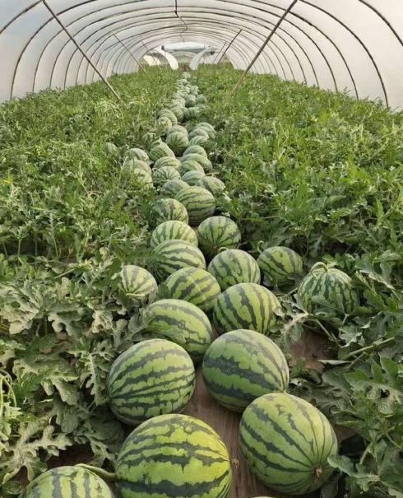 天津市宝坻区精品头茬美都麒麟西瓜大棚麒麟西瓜