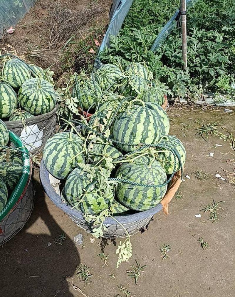 天津市宝坻区精品头茬美都麒麟西瓜大棚麒麟西瓜