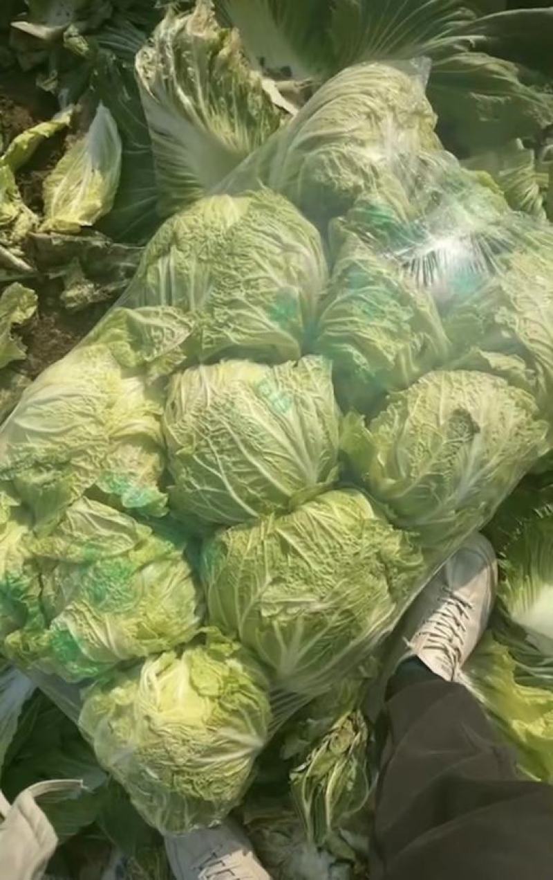 秋雅早熟白菜种子60天可采收上市早冬丽黄心白菜种子