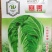 秋雅早熟白菜种子60天可采收上市早冬丽黄心白菜种子