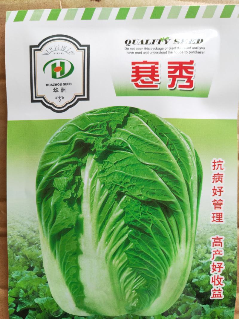 秋雅早熟白菜种子60天可采收上市早冬丽黄心白菜种子