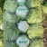 秋雅早熟白菜种子60天可采收上市早冬丽黄心白菜种子